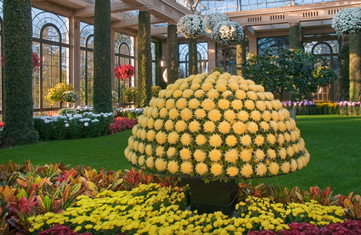 Mum's definitely the word at Longwood Gardens' Chrysanthemum Festival