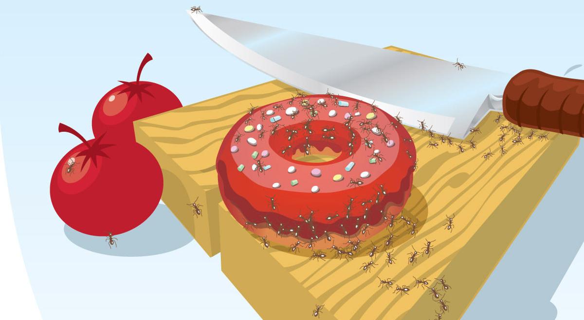 Ants Everywhere Here S How To Get Rid Of Those Profuse Pests