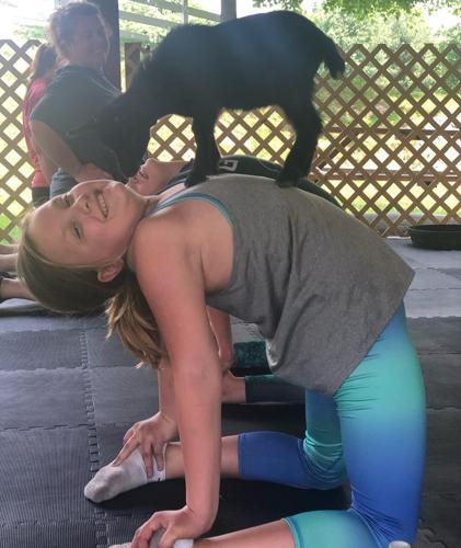 Goat yoga