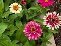 Zinnias