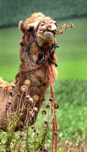 One hump or two Camels spotted grazing on Lancaster County farm