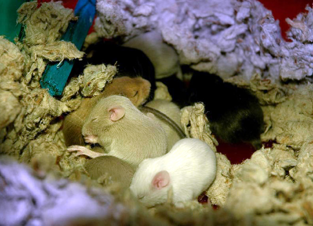 Surprise at the door: 28 abandoned mice, News