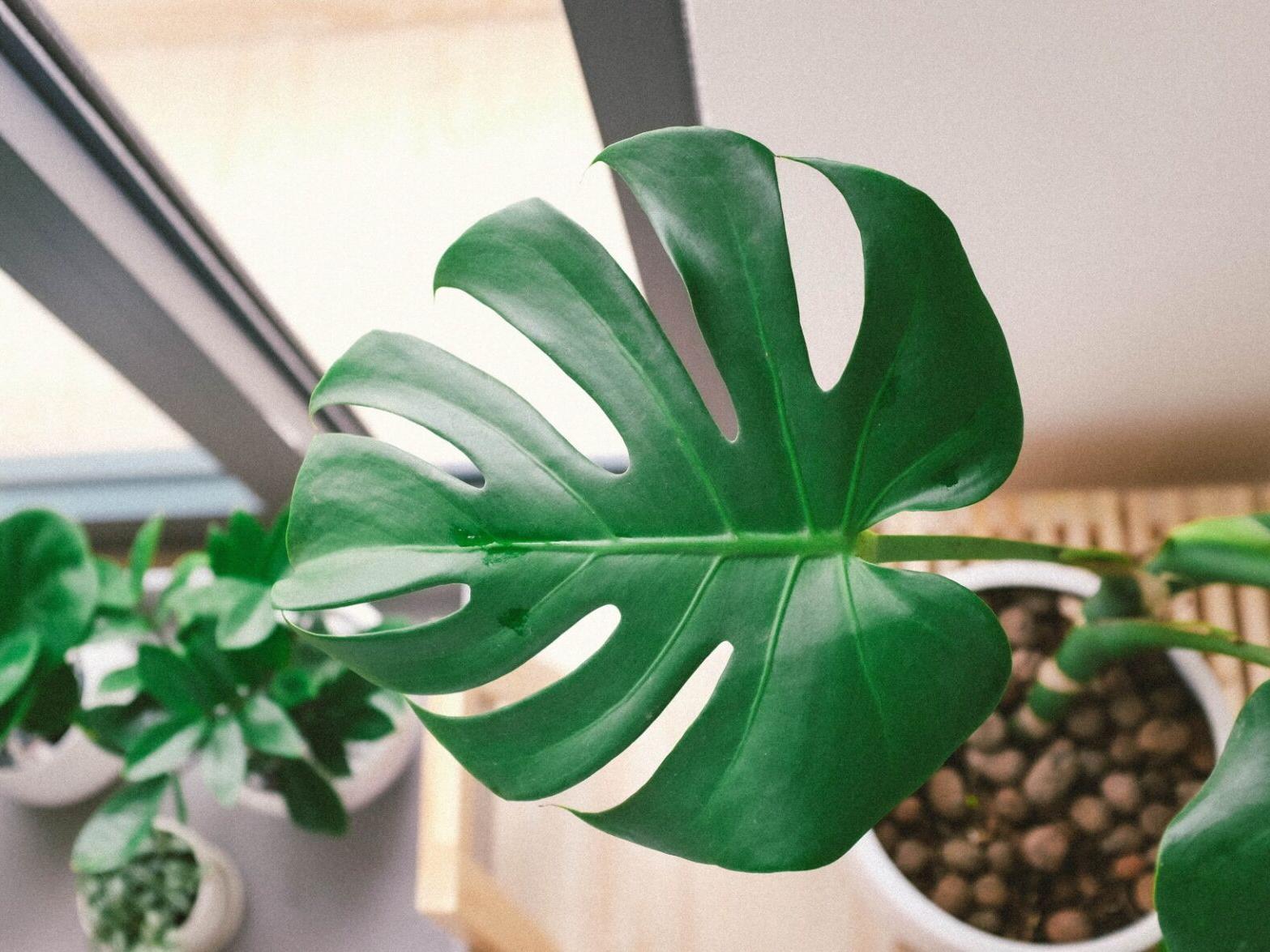 Make your own jellyfish air plant terrarium, mix suet for the birds: 51 classes for plant lovers to try in January - Vimarsana News