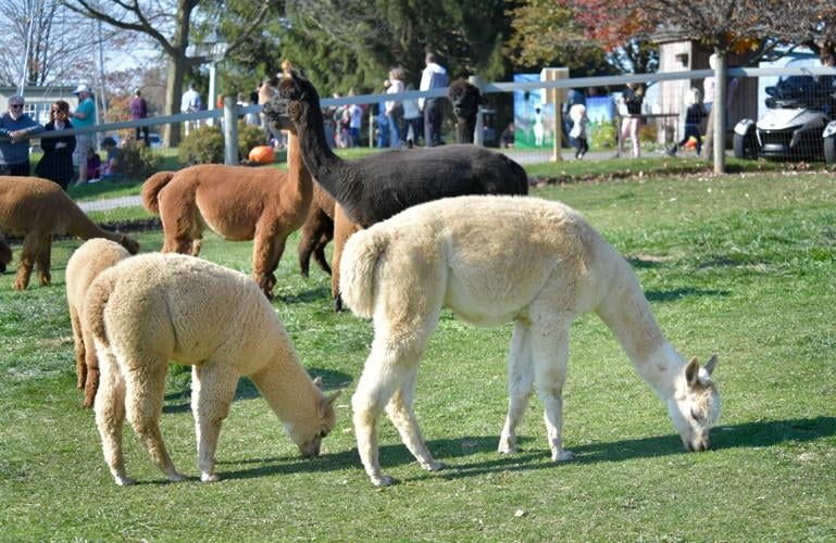 Eastland Alpacas holds open house at Mount Joy farm [photos
