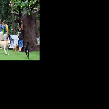 Here are 7 dog parks enjoy with your pup in and around Lancaster County
