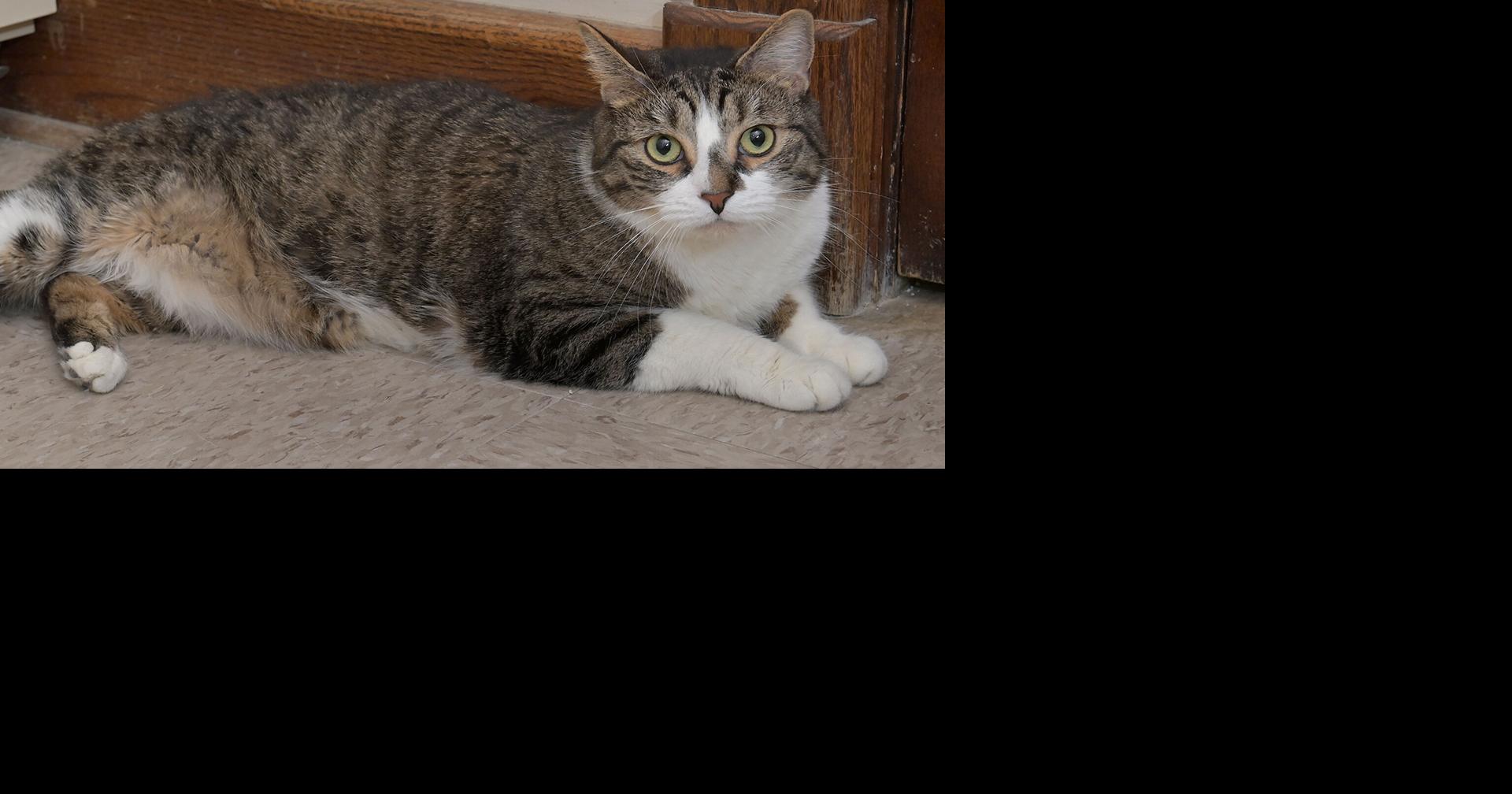 Pet of the week Loving Lenny is good with other cats, kids Video