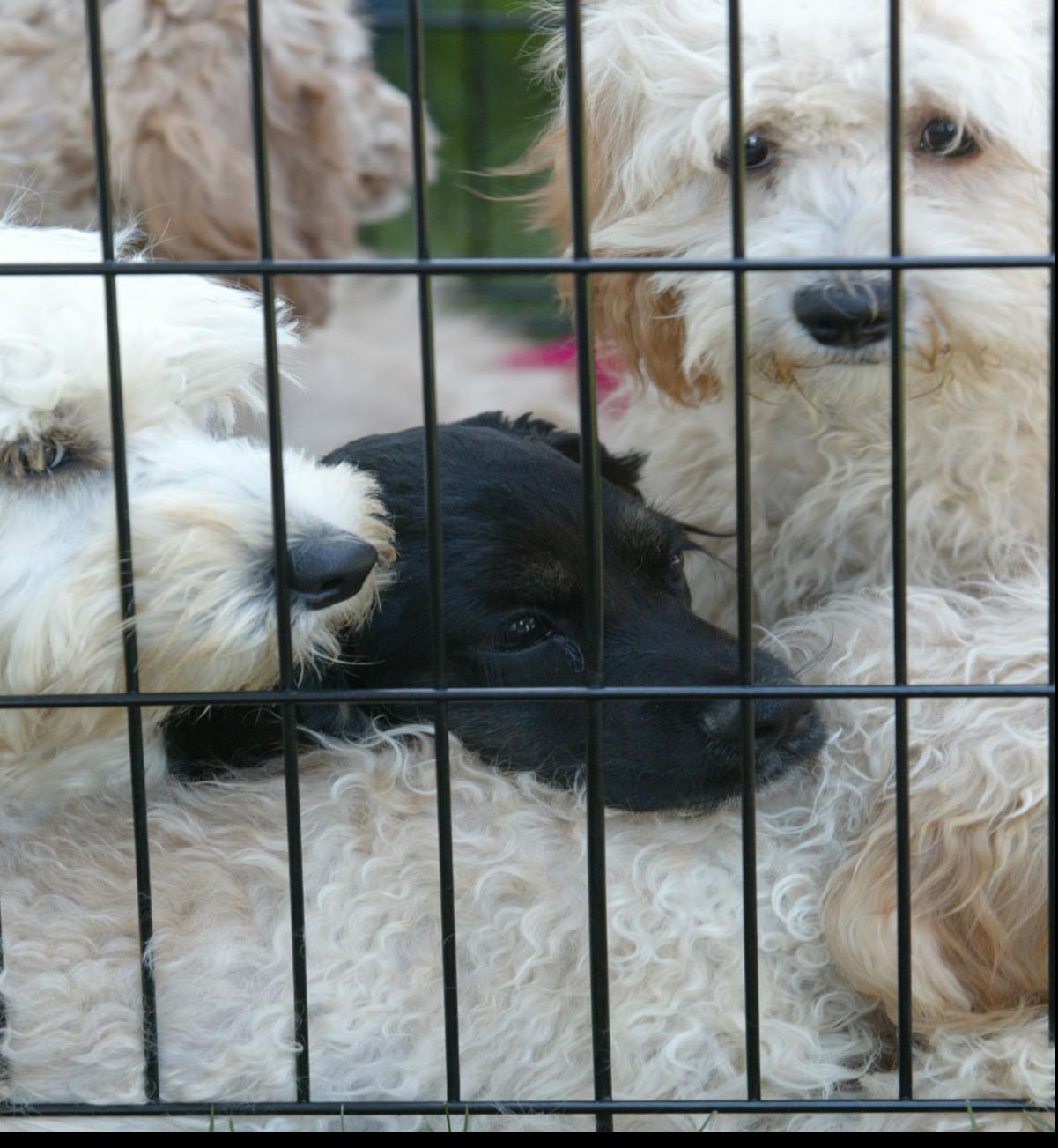 Pennsylvania lawmakers drafting bill to ban sale of puppy ...
