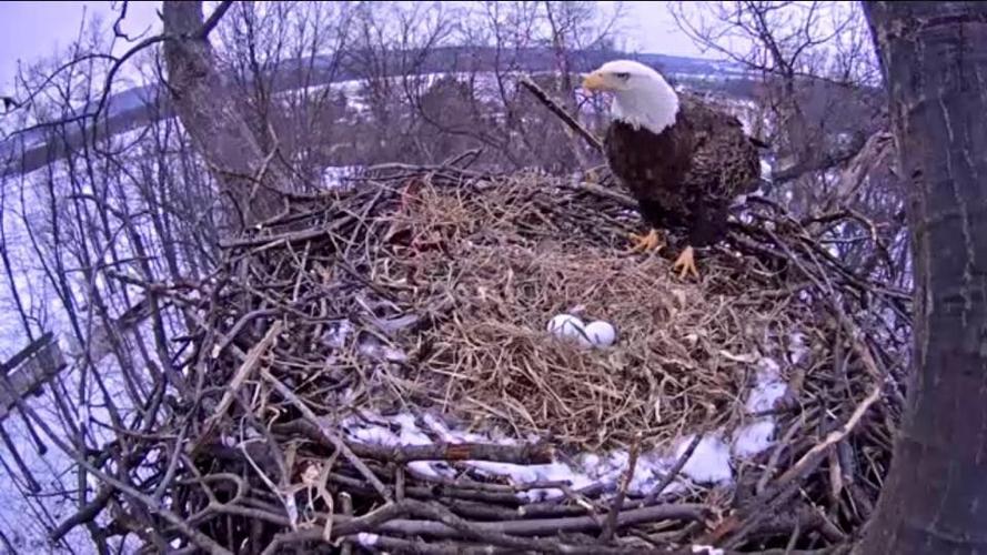 How the York County Eagle Cam came to be such a sensation | Local News