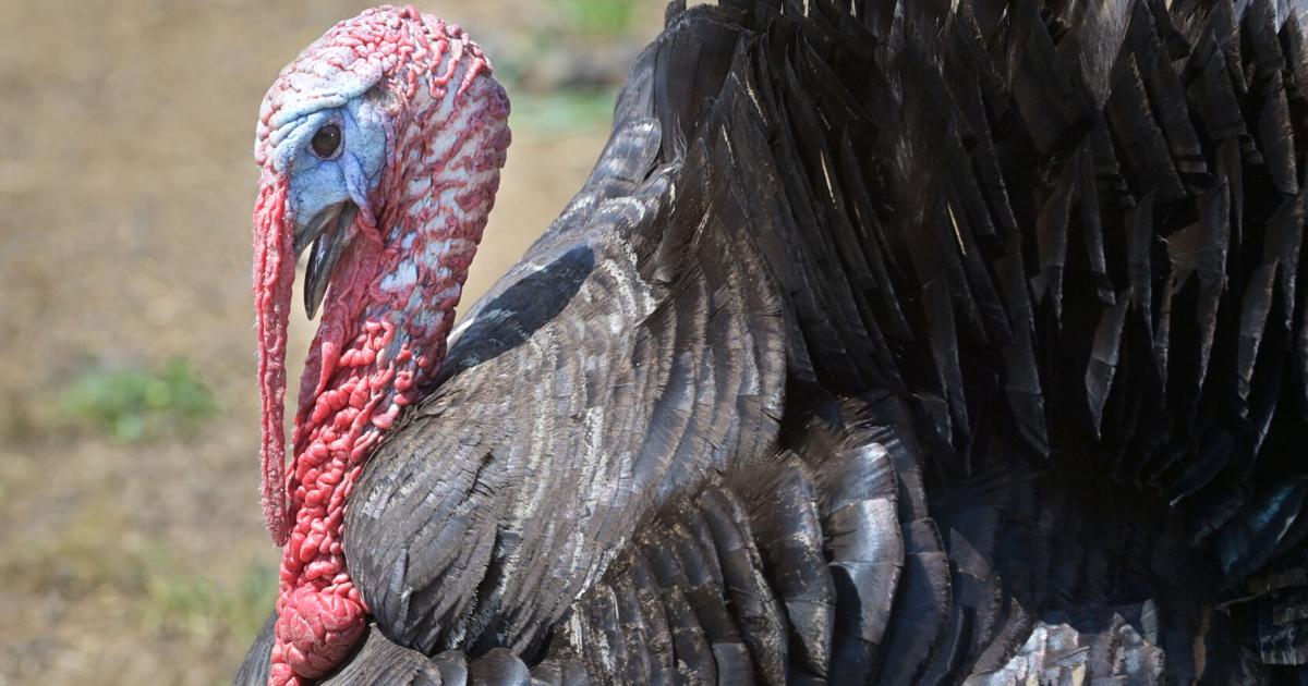 Through the Viewfinder: Tom turkey