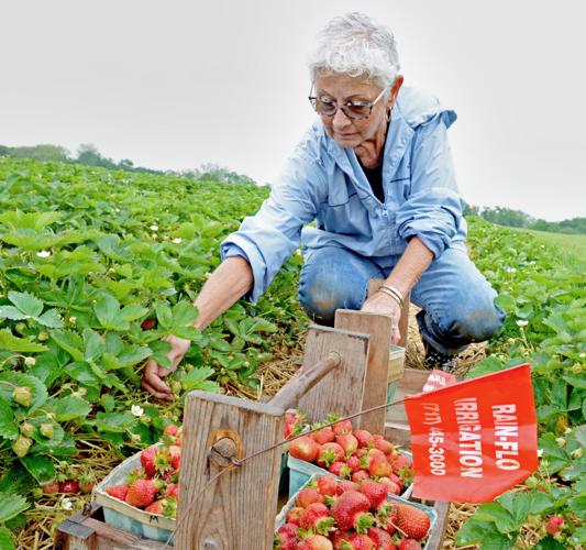 It's time for strawberries in Lancaster County; Here's where to pick