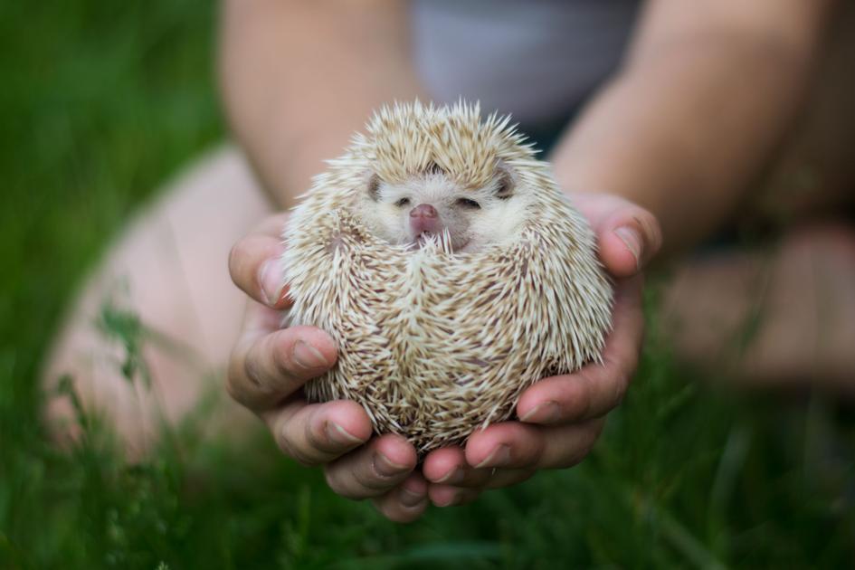 Pennsylvania Lawmakers Reject Bill Legalizing Hedgehogs Sugar Gliders As Pets Local News Lancasteronline Com