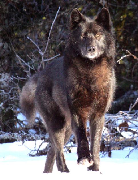 Some Suspect Ex Local Hunter Killed Beloved Alaskan Wolf News Lancasteronline Com