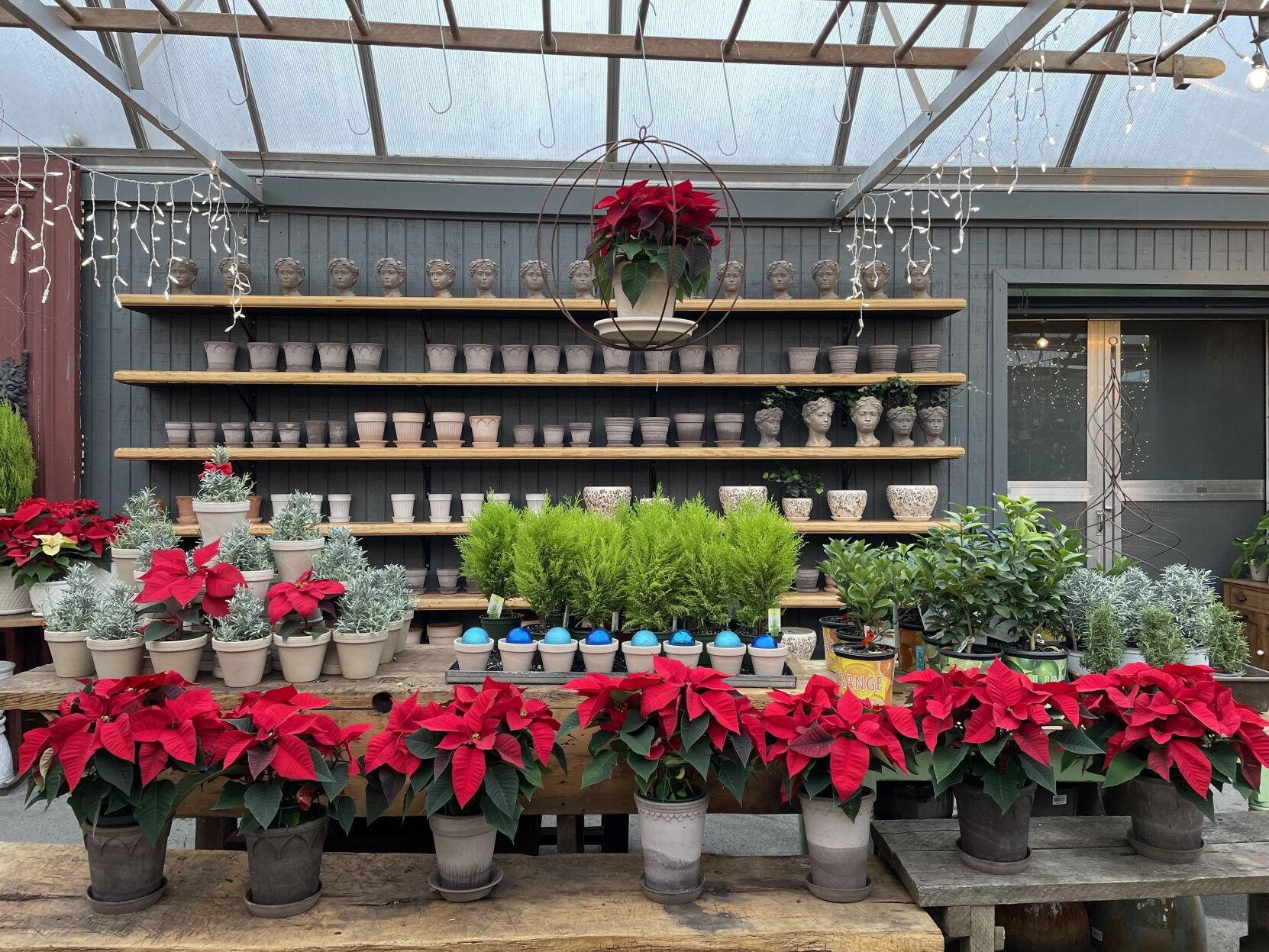 Beyond poinsettias Holiday plantspotting in a tour of Lancaster County greenhouses [photos