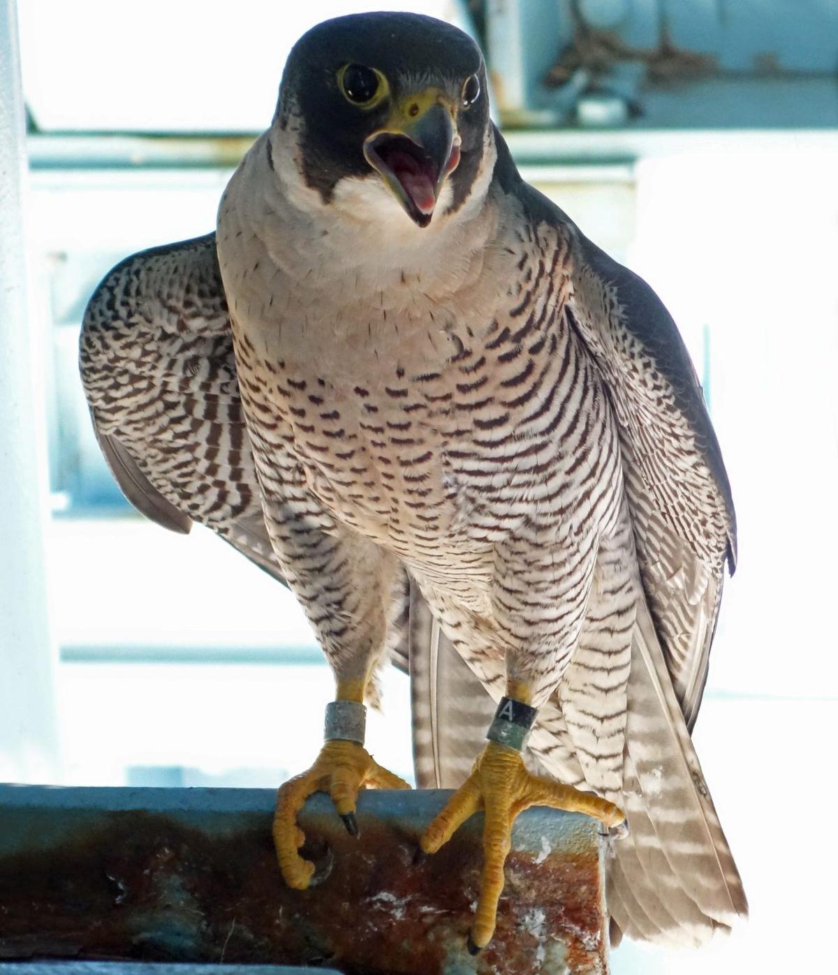Peregrine Falcons The Other Raptor In Pennsylvania Flying High In Lancaster County Local News Lancasteronline Com