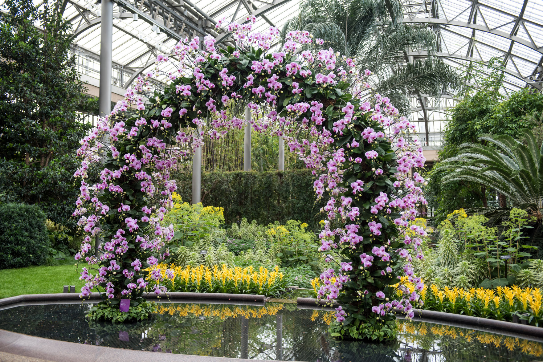 4,500 of these 'diva plants' fill Longwood Gardens' Orchid