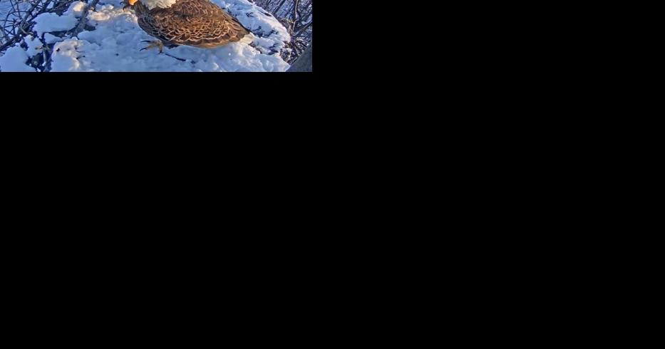 Viewers raise $10K in a week to restore power to Hanover eagles nest livestream - Vimarsana News