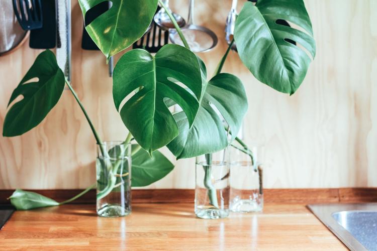 philodendron luftreiniger Herzblatt-Philodendron 120cm | Luftreiniger main image 1