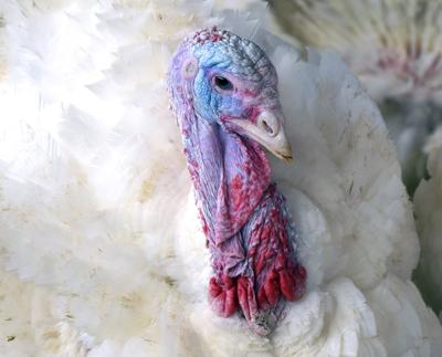 9 Places To Find A Local Turkey Raised In Lancaster County For