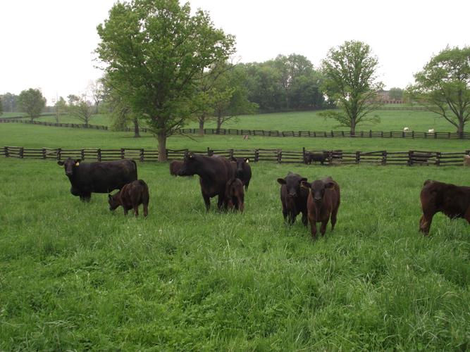 Fifthgeneration farmer, businesswoman finds success with grassfed