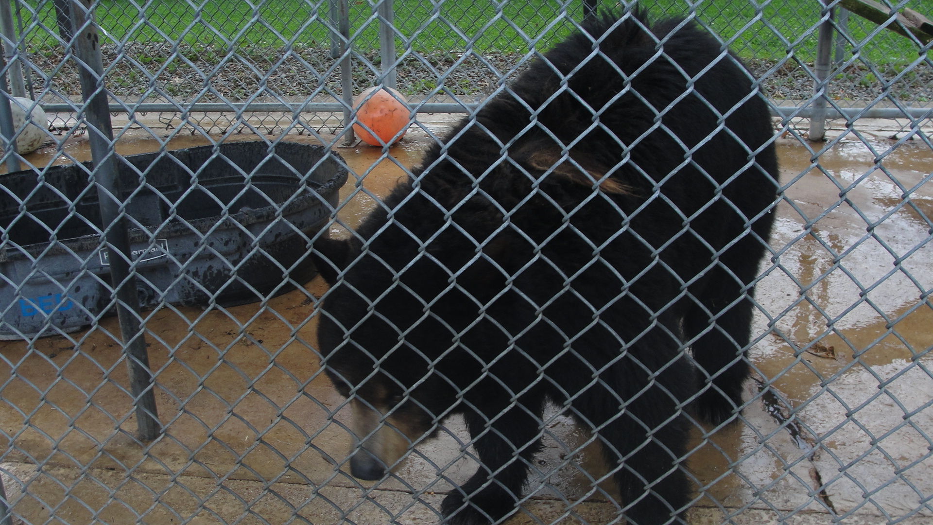 Kellyt Petting Zoo FENCE 2 Sections Miniature Barn Fence