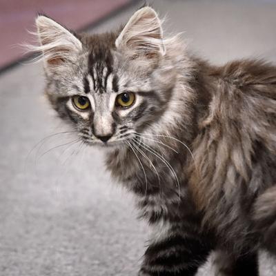 Pet Of The Week Adopt 3 Month Old Banjo An Active Domestic