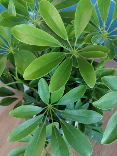 5 houseplants that are hard to kill [photos, video] | Home & Garden ...