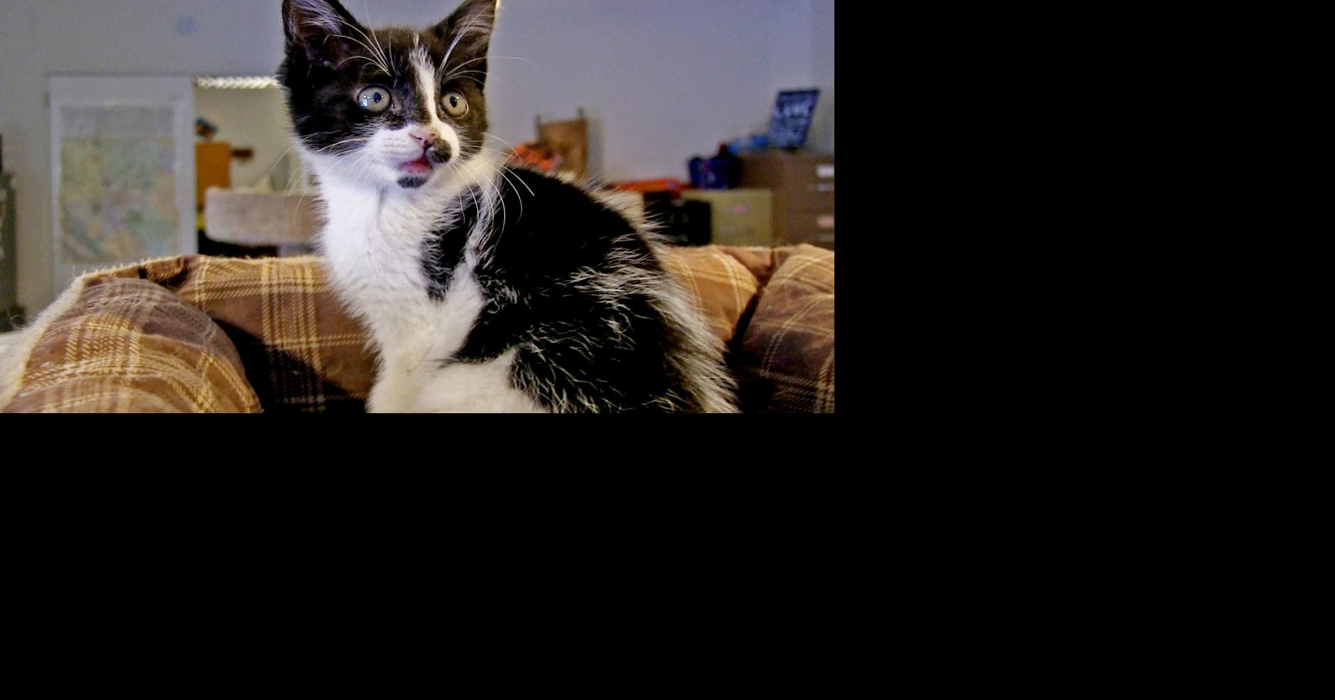 Pet of the week Adopt Lucky, a peoplefriendly 8weekold kitten