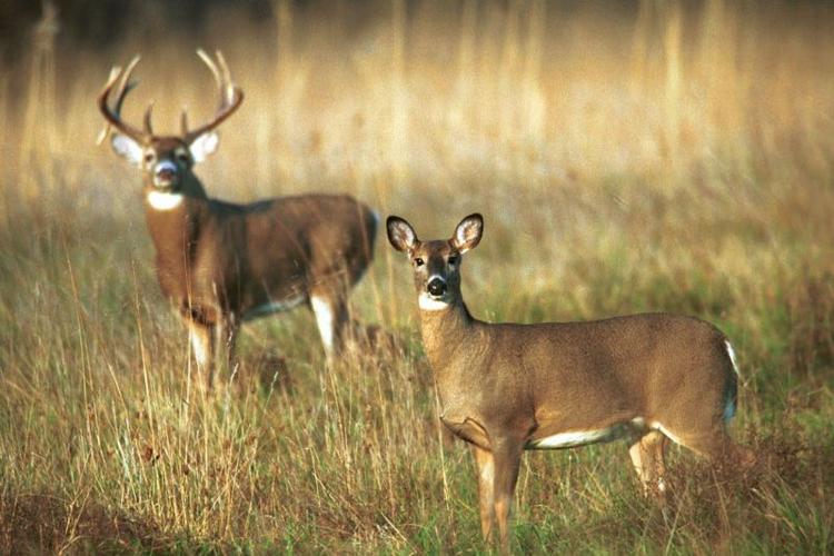 whitetail deer