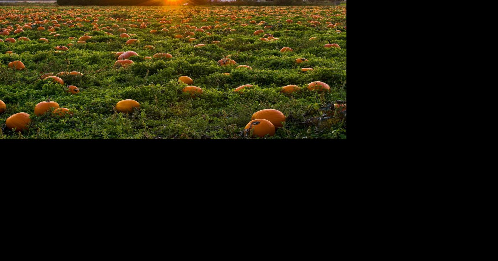 Fall plants, butterflies, fields create beautiful scenes in September ...