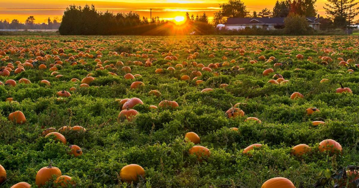 Fall Into September Fall plants, butterflies, fields create beautiful scenes in September ...
