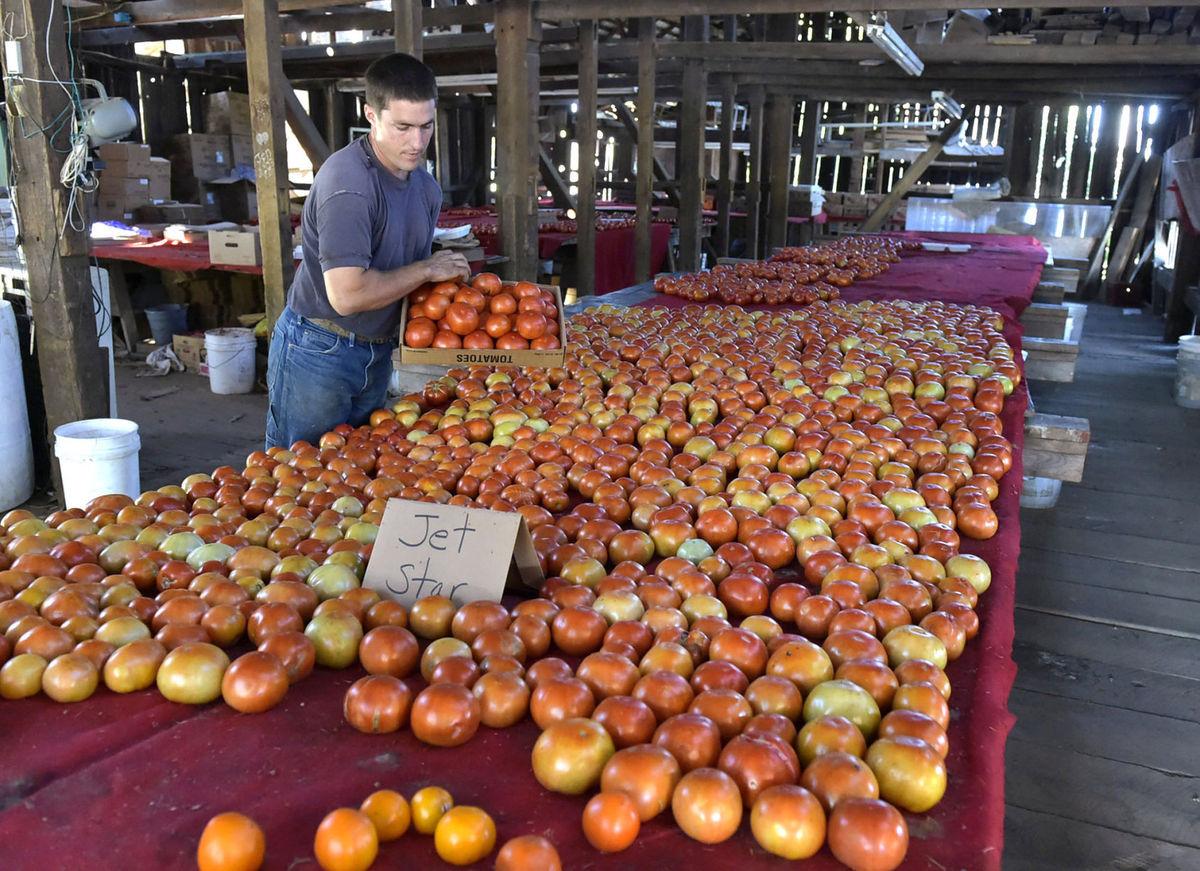 5 things to know about the Washington Boro Tomato Festival, which