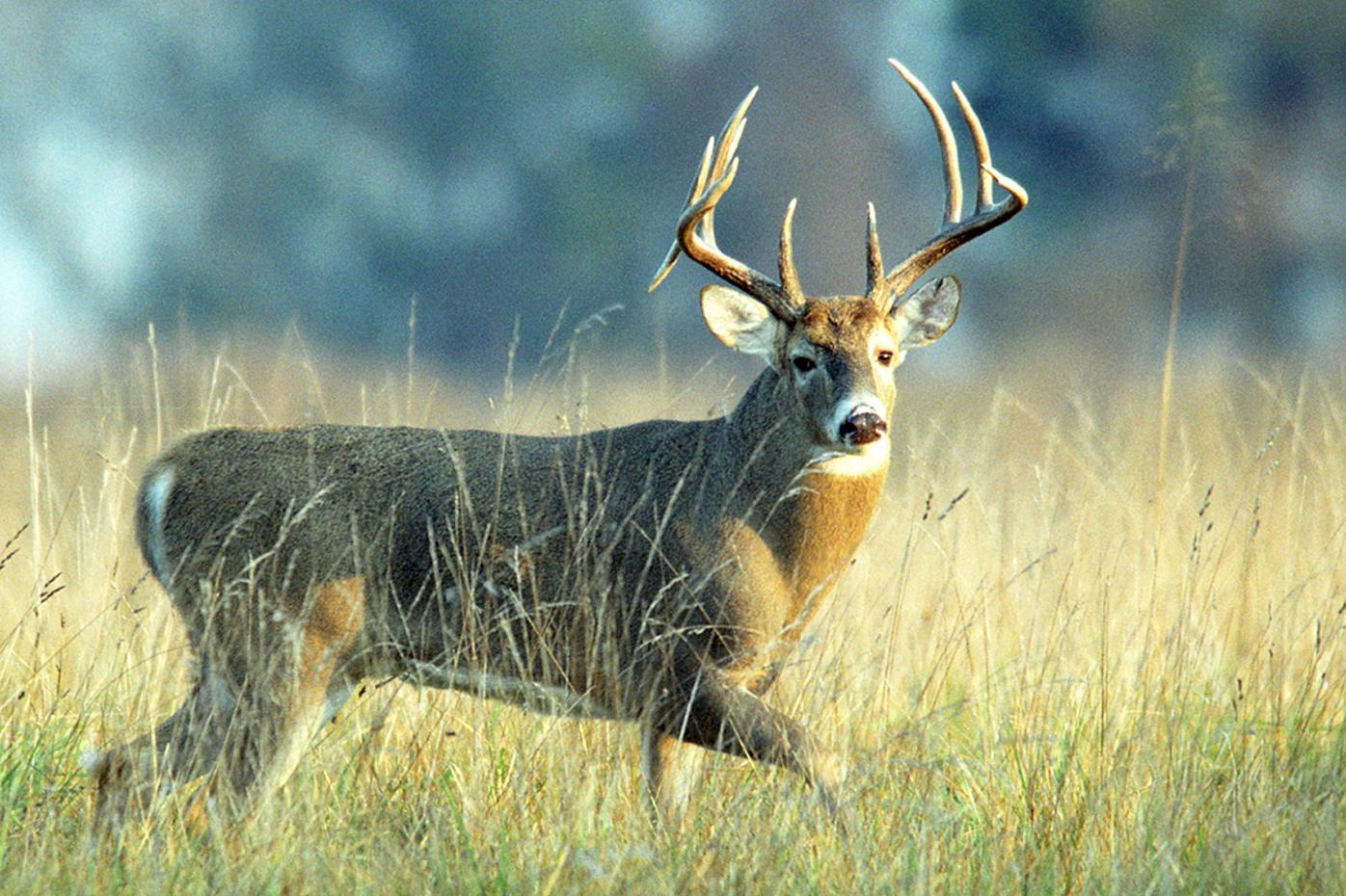 Bagged a buck? Here #39 s a bunch of recipes for preparing venison Life