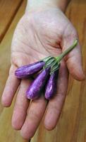 8 unusual veggies that grow in Lancaster County and what to do with them