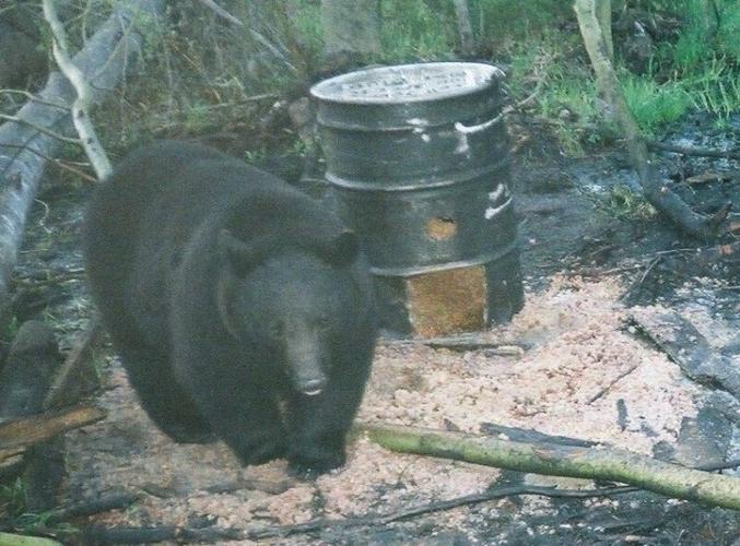 Pennsylvania hunters keeping an eye on Maine bear proposal, Outdoors
