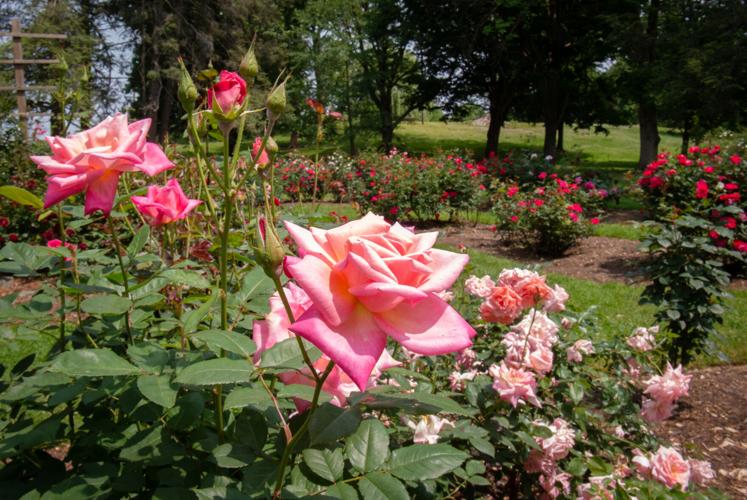 Buchanan Park roses