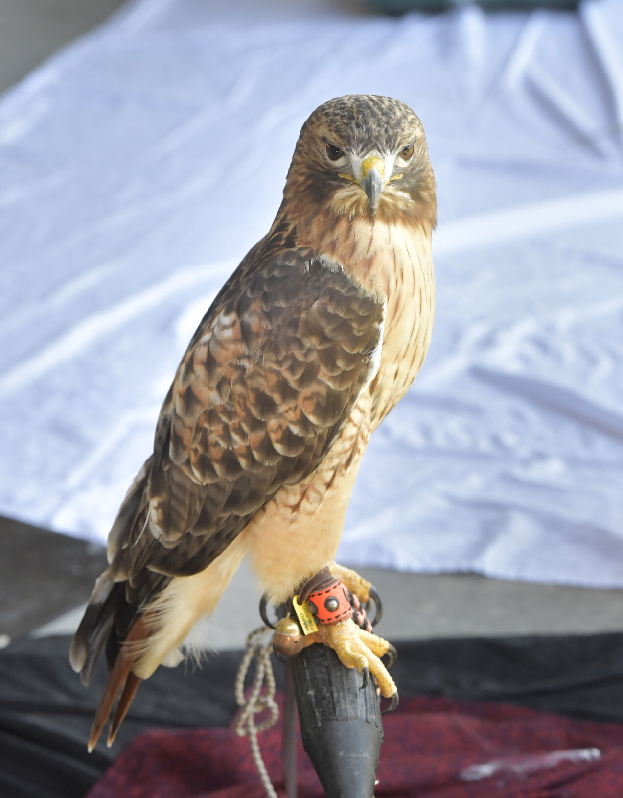Raven Riger Raven Ridge Wildlife Center holds wildlife baby shower [photos ...