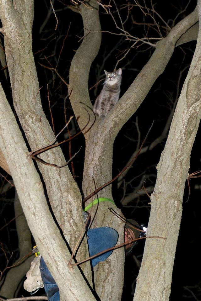 New Danville firefighters rescue cat that climbed tree after being chased by dog Local News