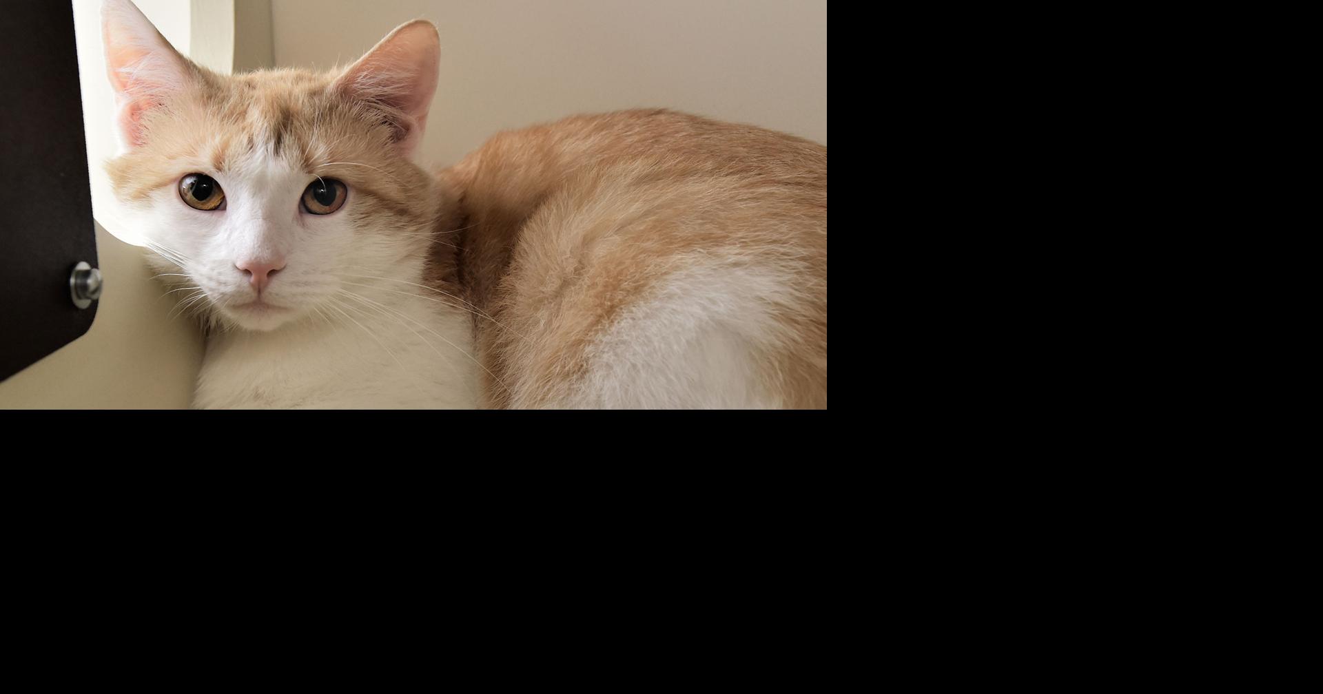 Pet of the Week: Howdy is shy, but lovable | Local News ...