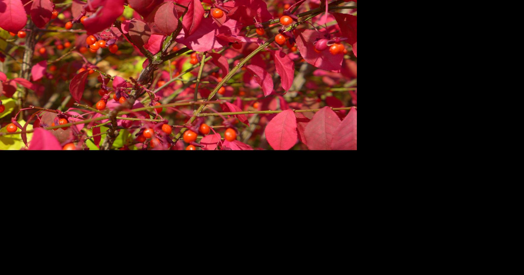 State lists burning bush, privet as noxious weeds; what are your