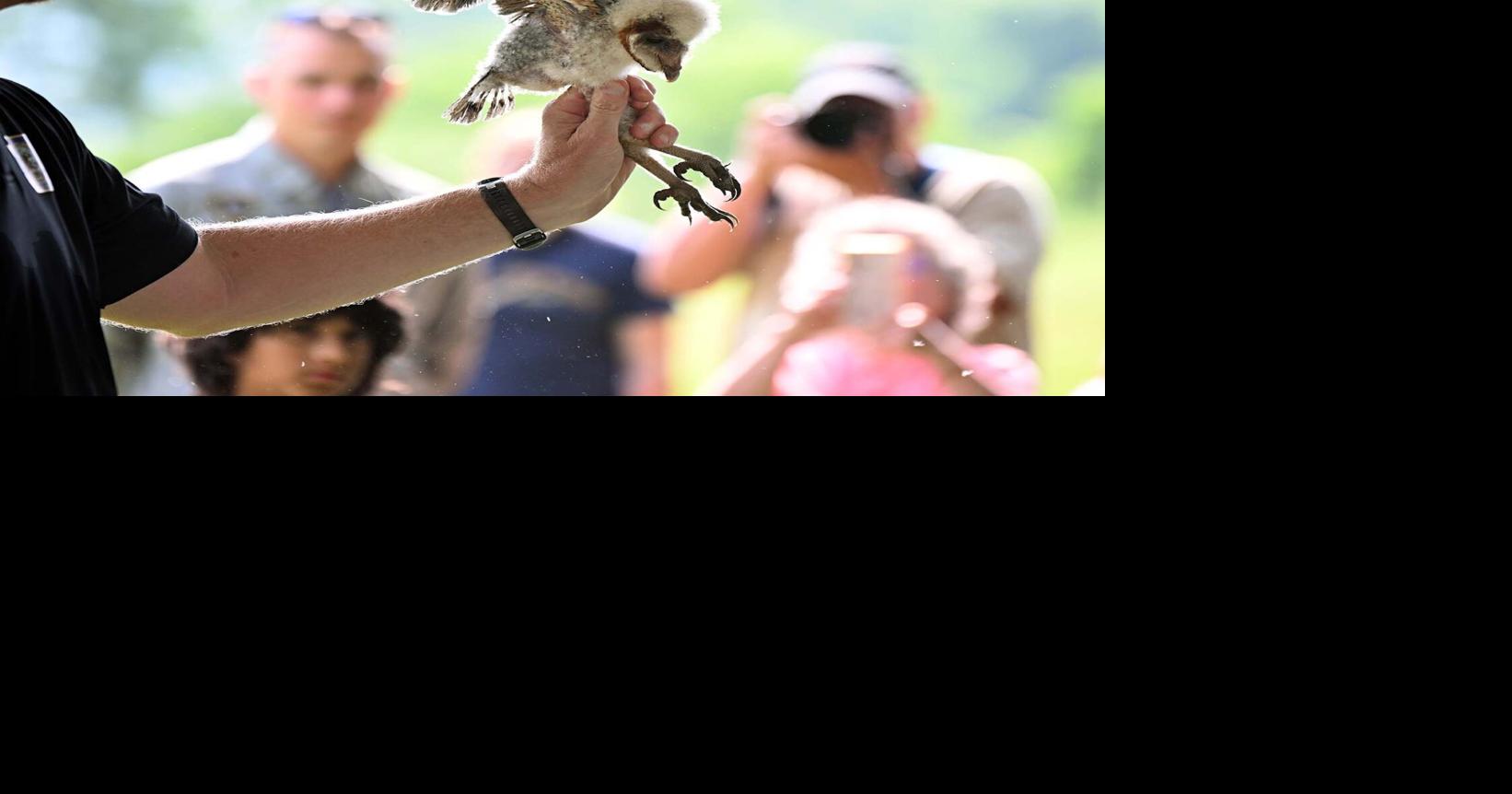 Middle Creek hosts barn owl banding demonstration [photos]