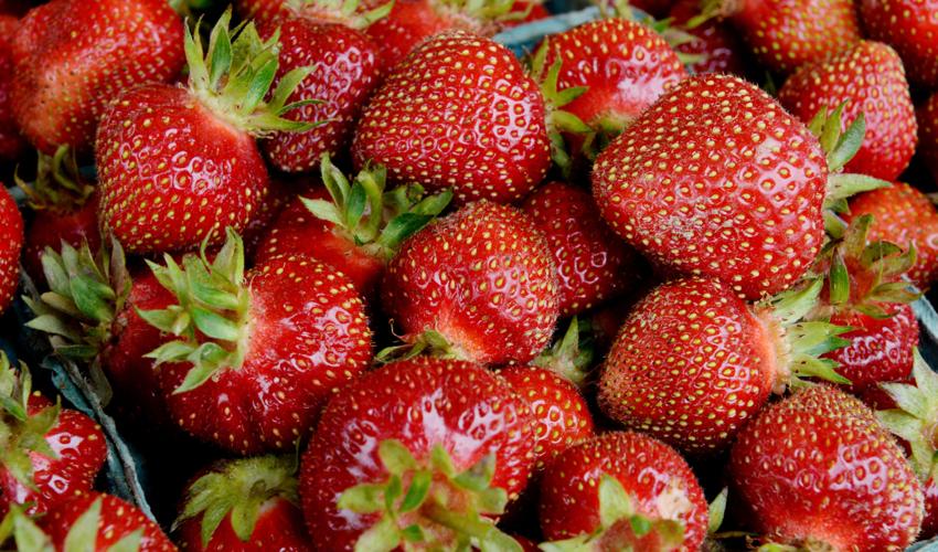 It's time for strawberries in Lancaster County; Here's where to pick