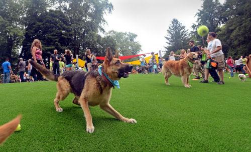 17 Pictures Of The 500 000 Buchanan Park Dog Park In Lancaster News Lancasteronline Com