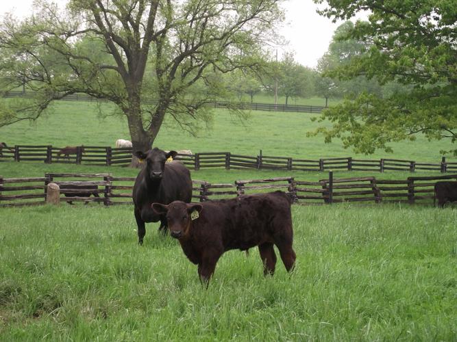 Fifthgeneration farmer, businesswoman finds success with grassfed