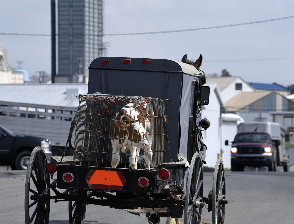 Livestock auction draws crowds in New Holland despite ongoing COVID-19