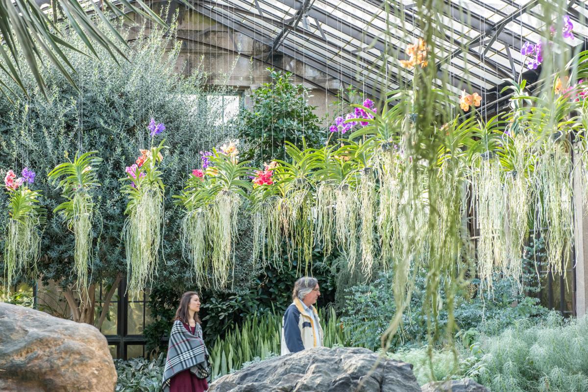 4,500 of these 'diva plants' fill Longwood Gardens' Orchid ...