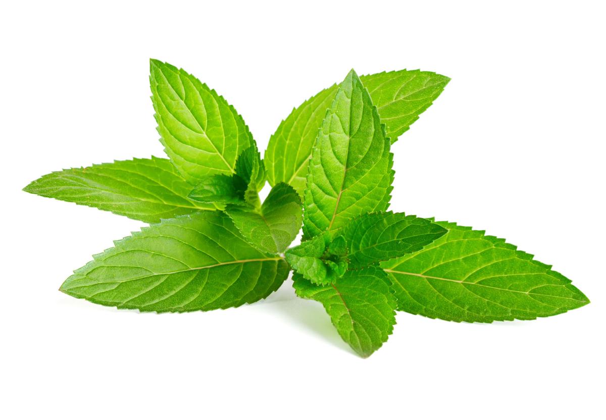 Here are some ideas for using mint [recipes] | Food + Living