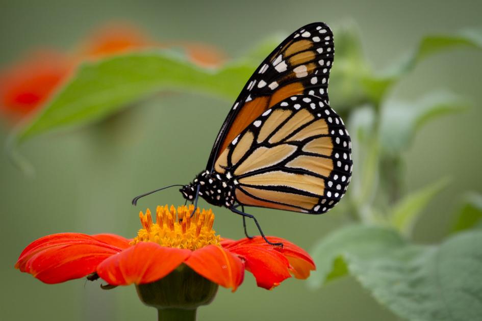 9 things you can do to save monarch butterflies | Home ...