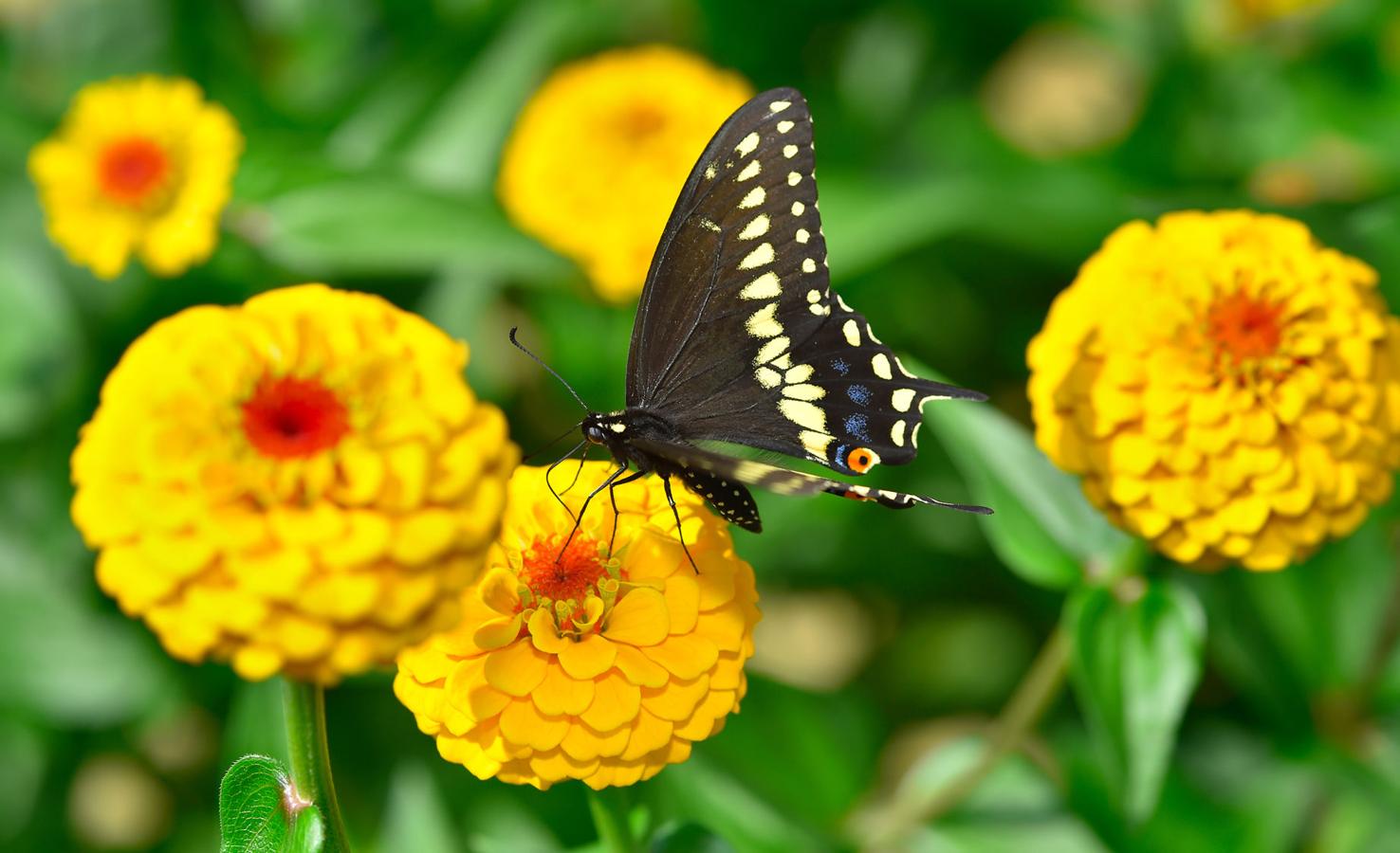 Where to pick your own flowers in and around Lancaster County Home