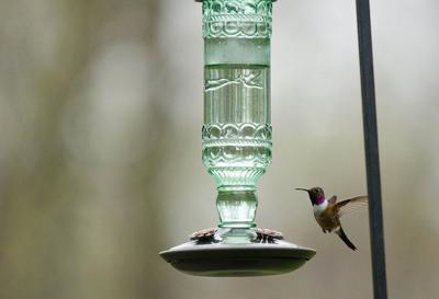 Rare Hummingbird Sighting In Denver Area Called Biggest Bird Find