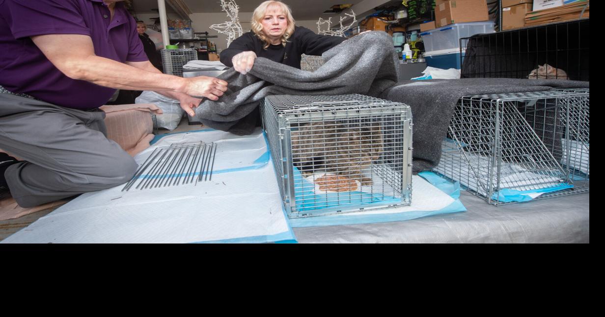 Meet the team of volunteers keeping Columbia’s stray cat population under control | Local News